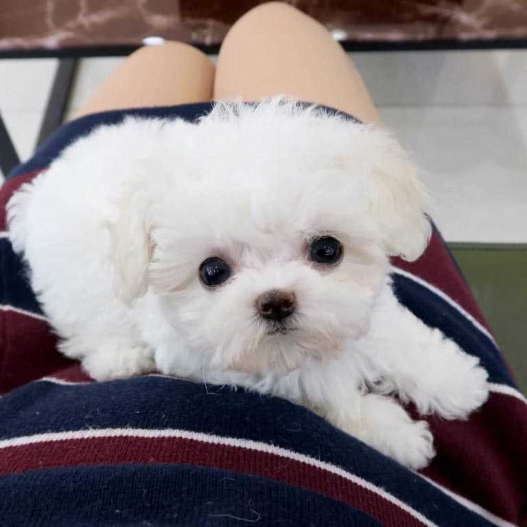 Miniature maltese poodles for sale cheap